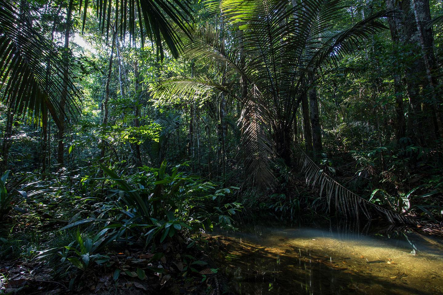 Glade in de Zuid-Amerikaanse jungle, leefgebied van de jaguar