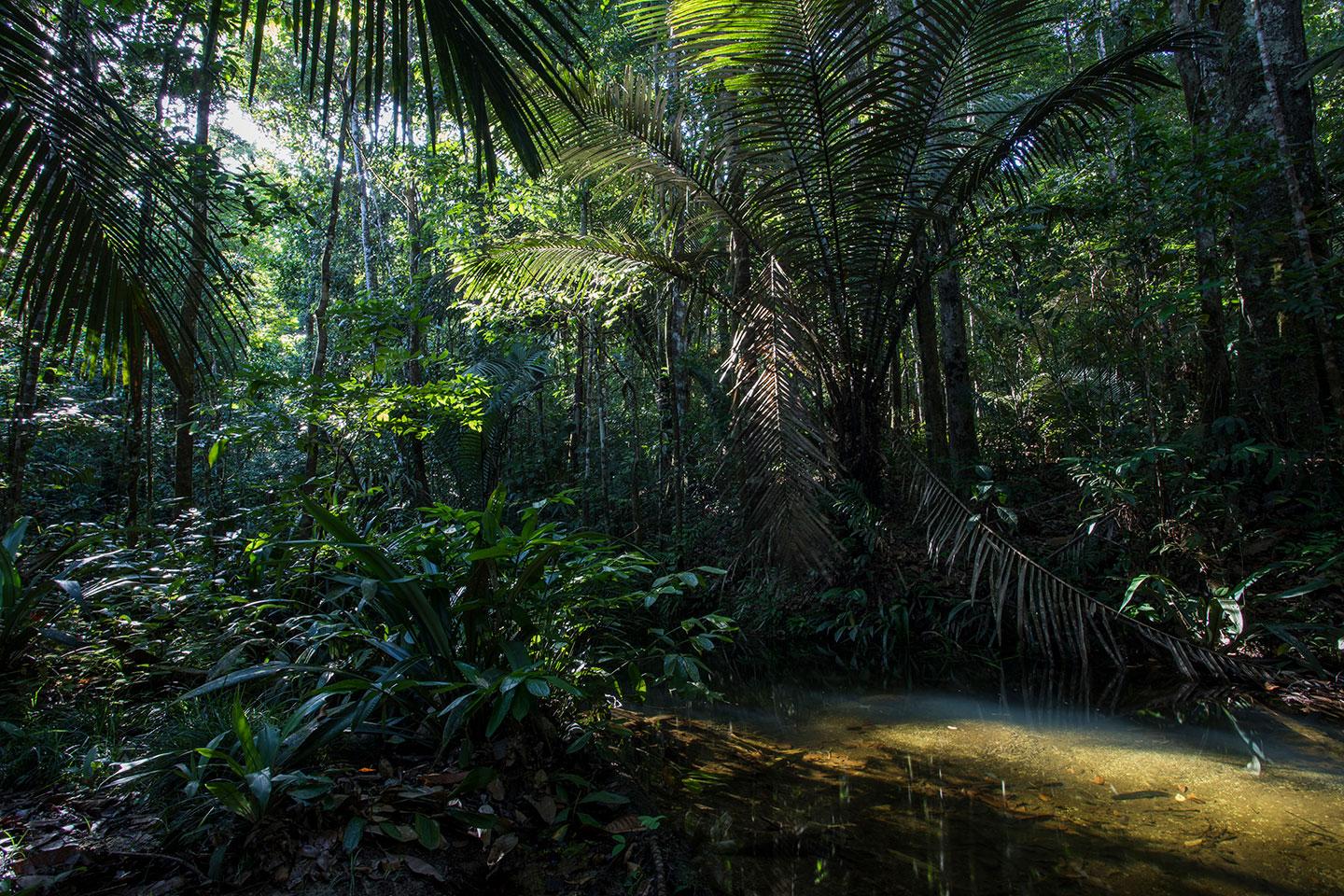 Clairière dans la jungle sud-américaine, habitat du jaguar