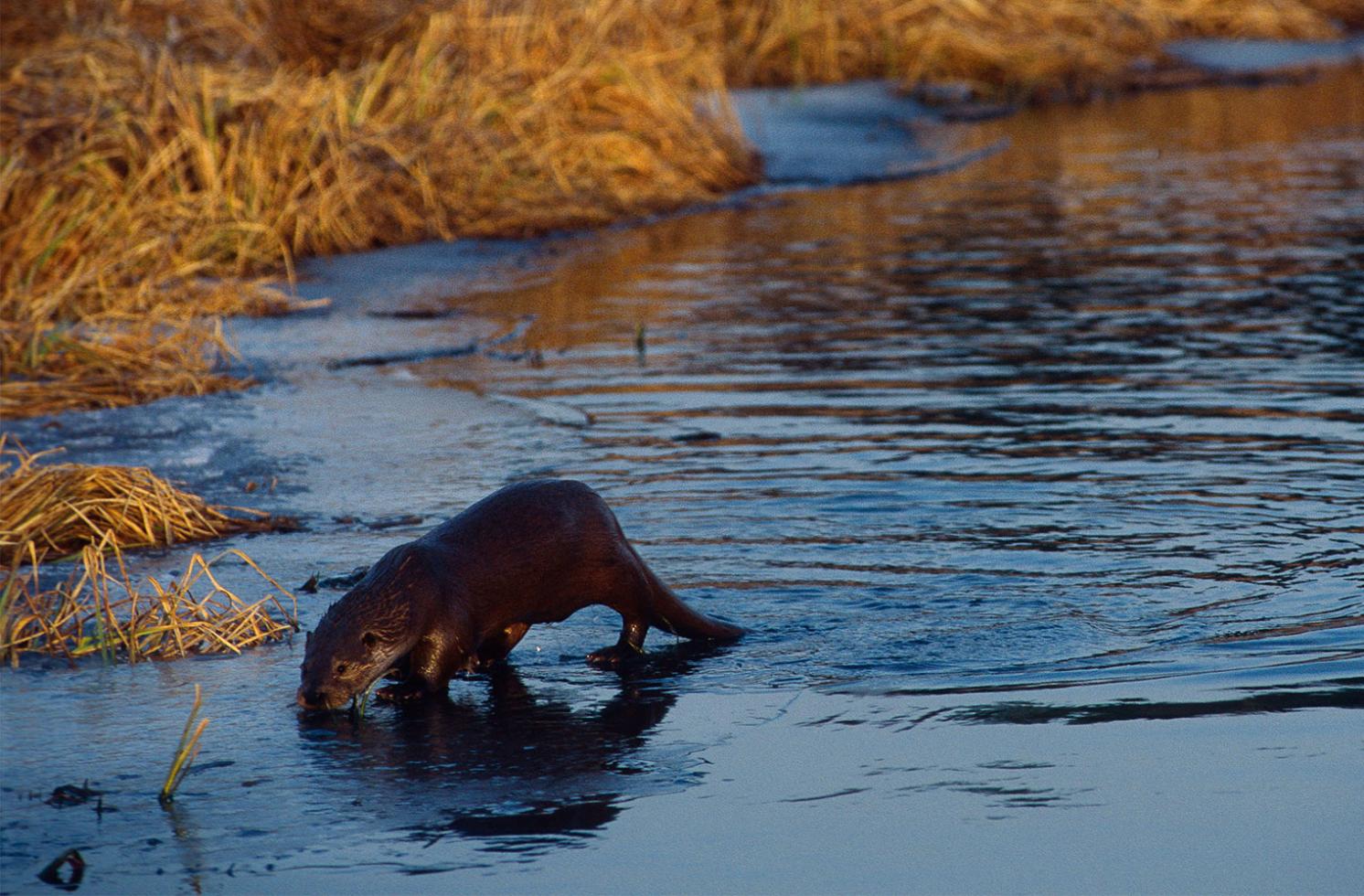 Soutenir le retour de la loutre en Belgique