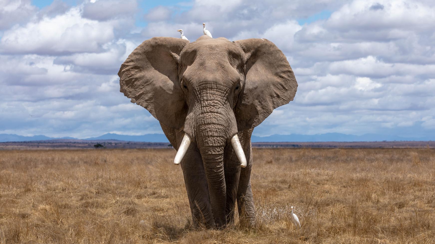 Volwassen frontale Afrikaanse olifant op de Afrikaanse savanne