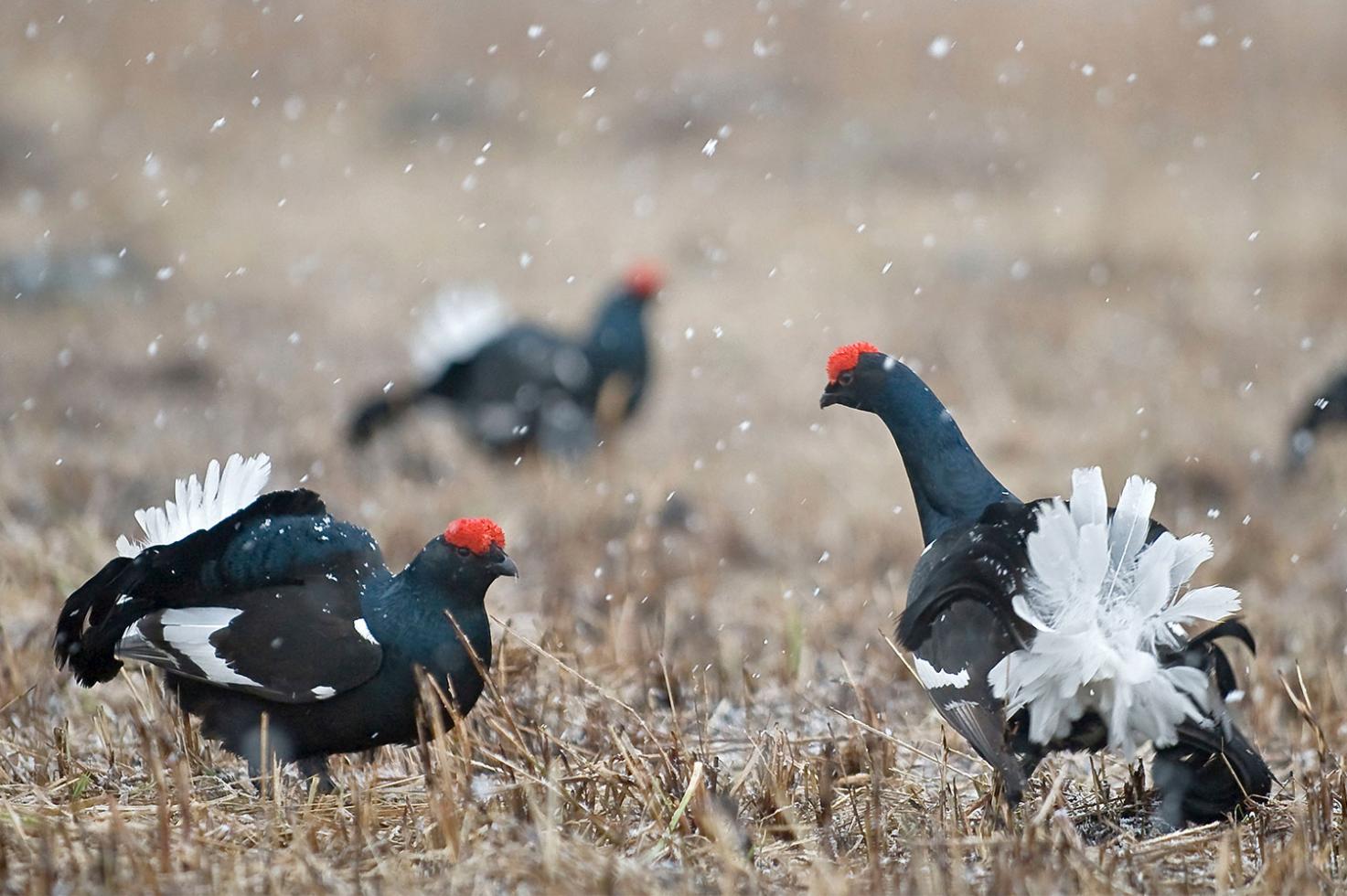 Volwassen mannetje korhoen in een besneeuwde weide