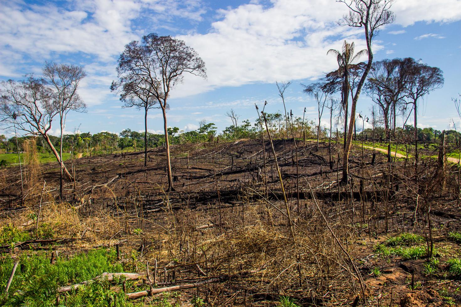 Ontbossing van Congolese regenwouden leidt tot het uitsterven van de bonobo
