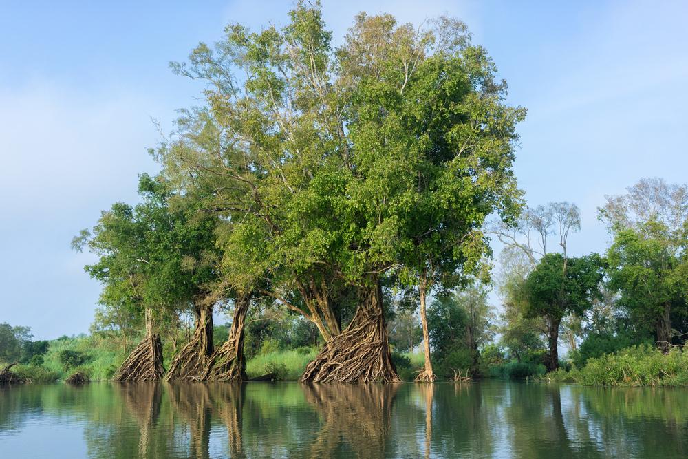 Mekong overstroomd bos, leefgebied van de Irrawaddy dolfijn