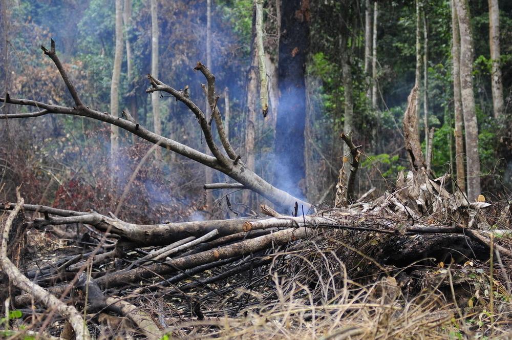 Forêt tropicale du bassin congolais en feu