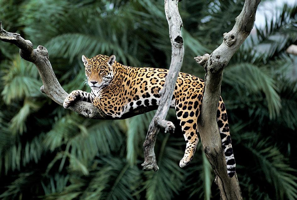 'Jaguarplan' in Ecuador om soort te redden | WWF-België