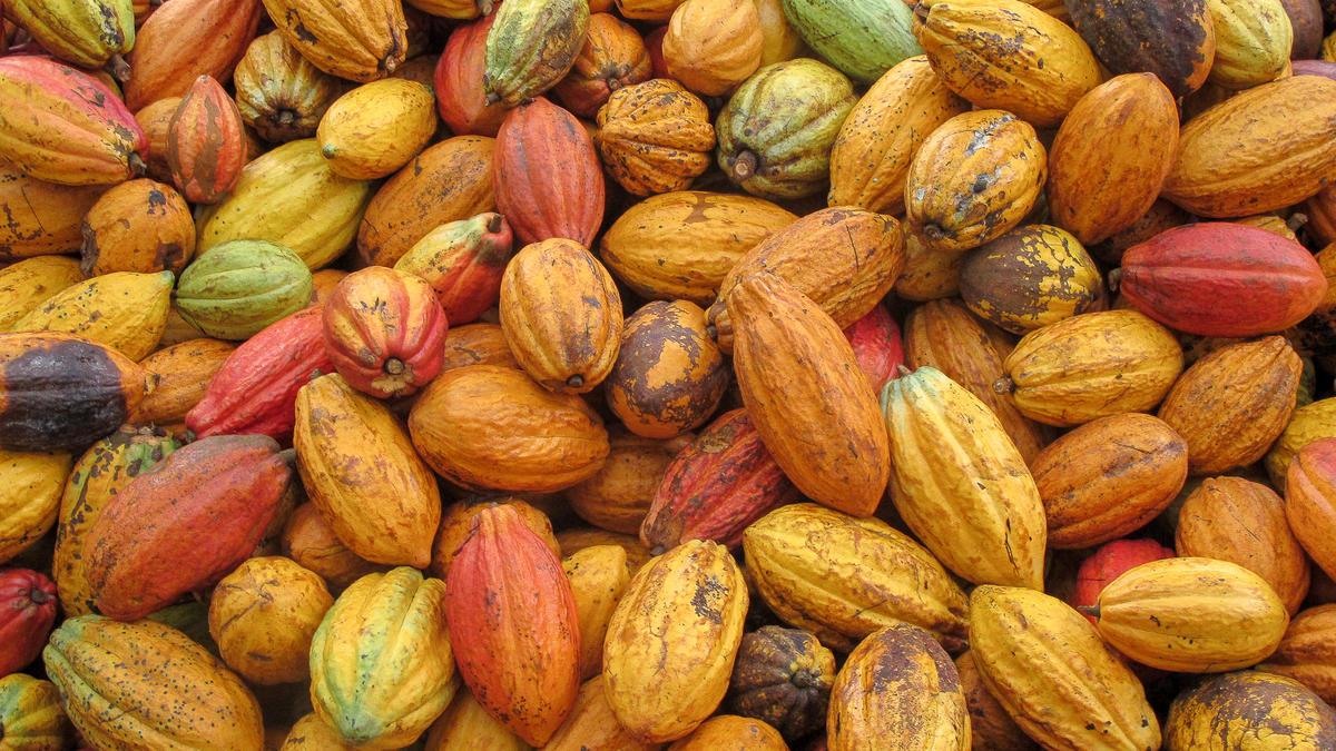 Limiter l'impact du marché du cacao en Belgique sur la déforestation