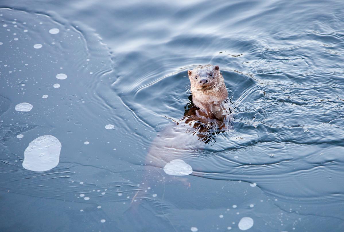 Soutenir le retour de la loutre en Belgique