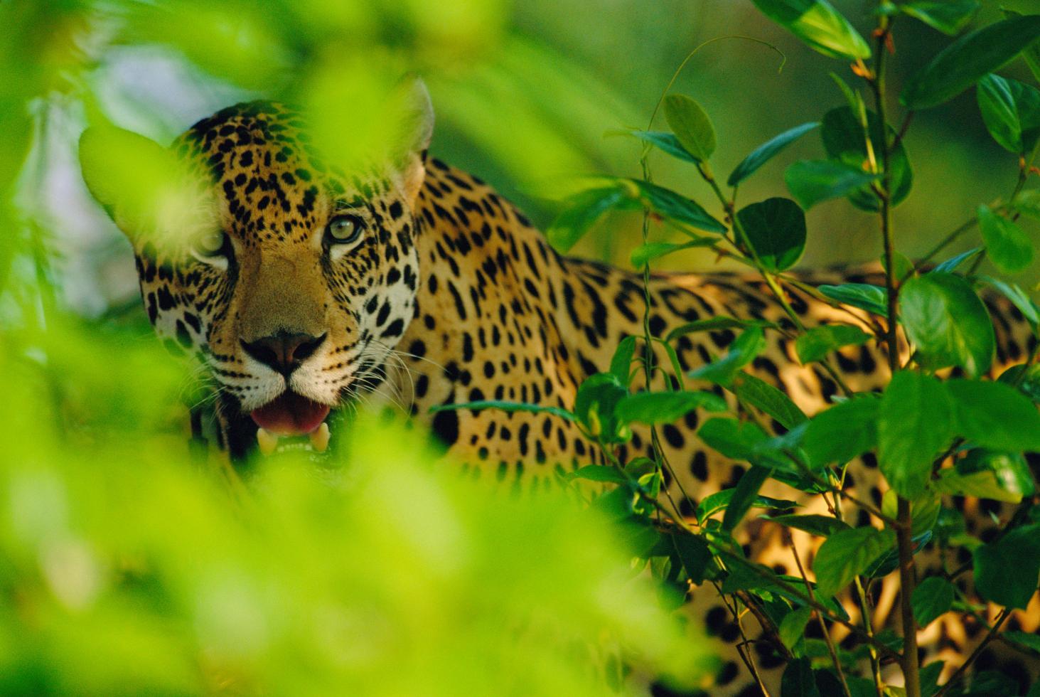 jaguar