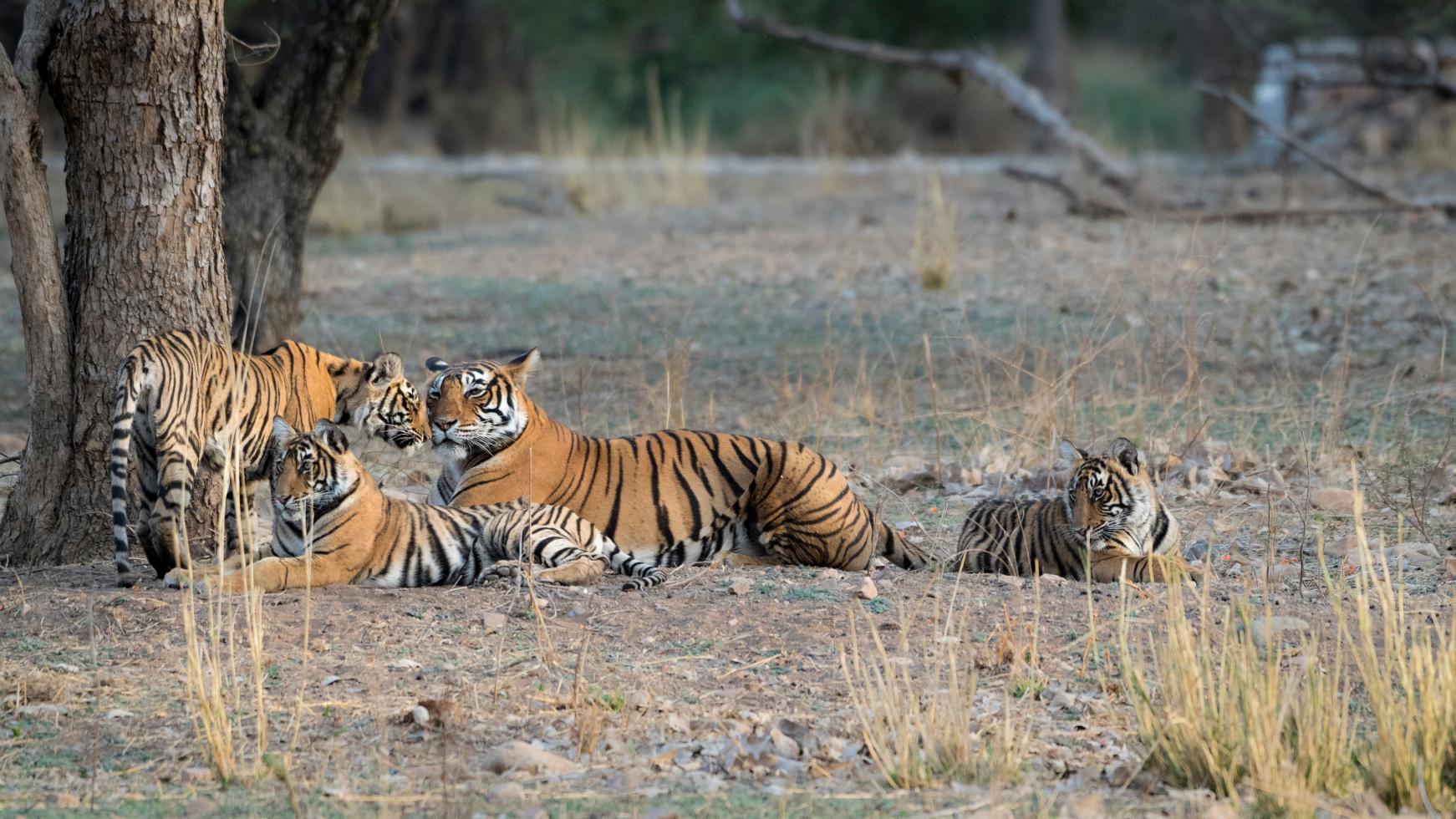 tigre tijger