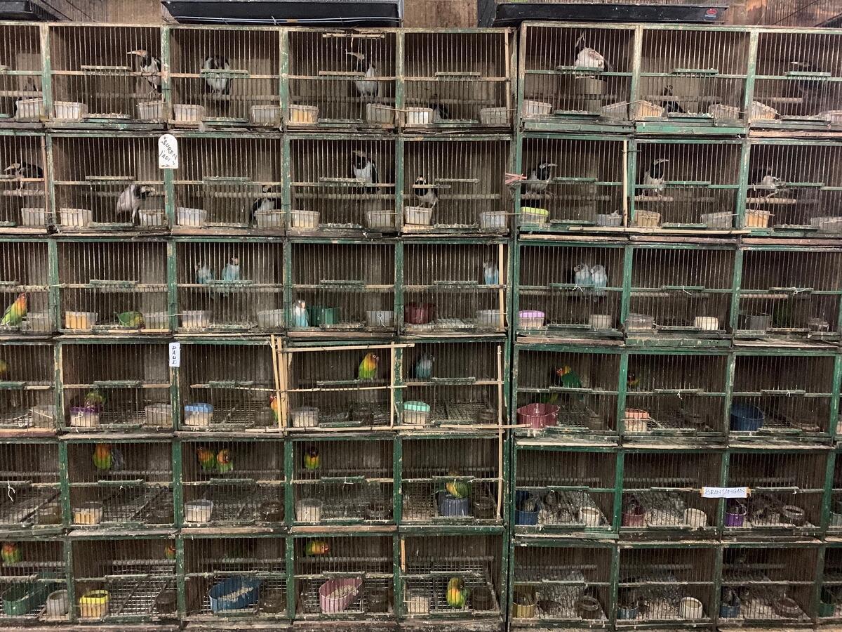 Empilement de cages d'oiseaux d'un marché asiatique