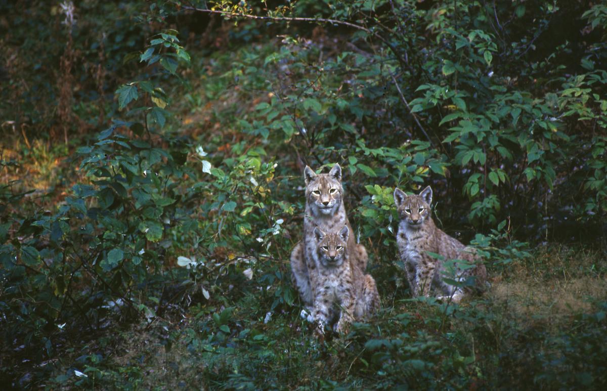 WWF lynx