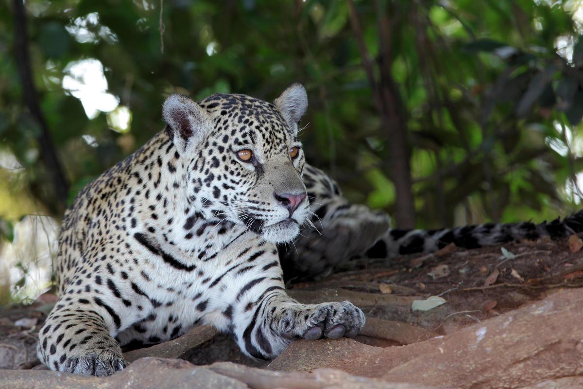 jaguar