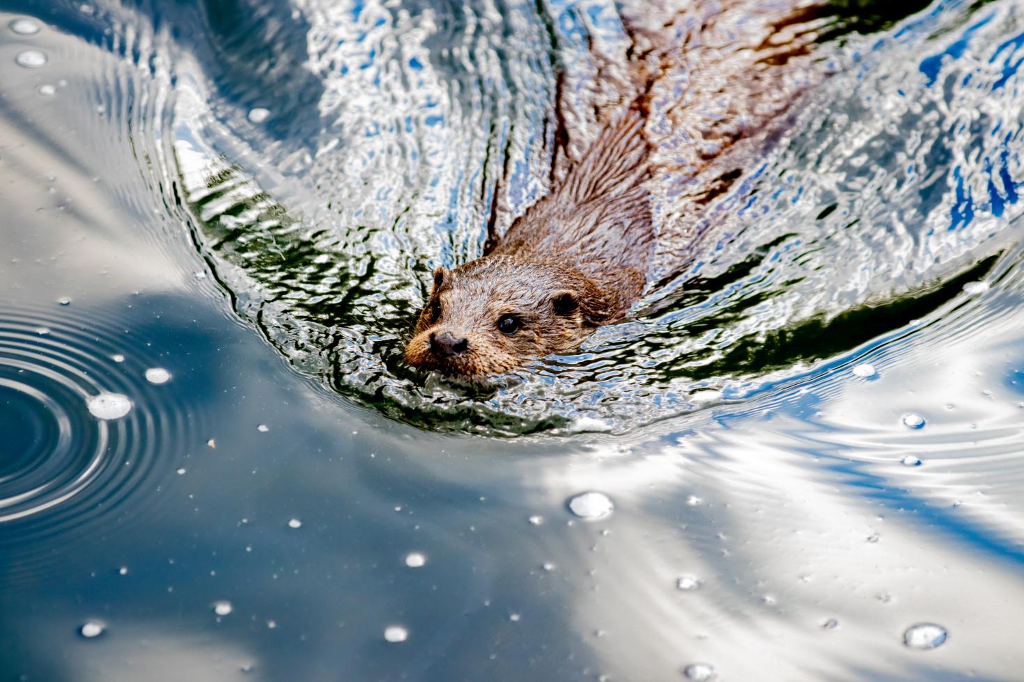 Otter loutre