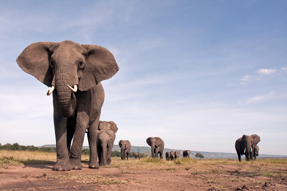 African elephant