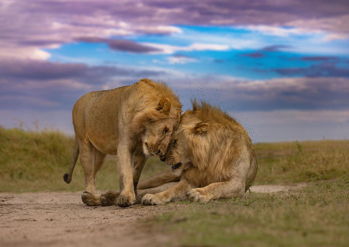 two lions in savannah