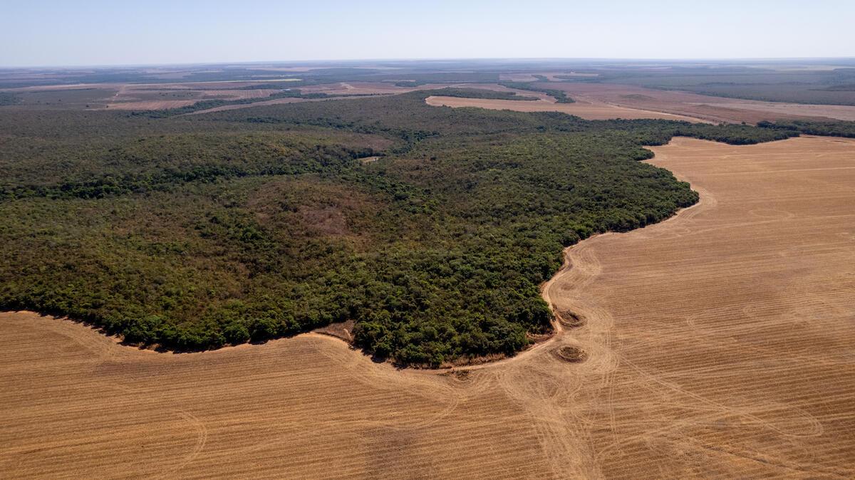 Amazon deforestation
