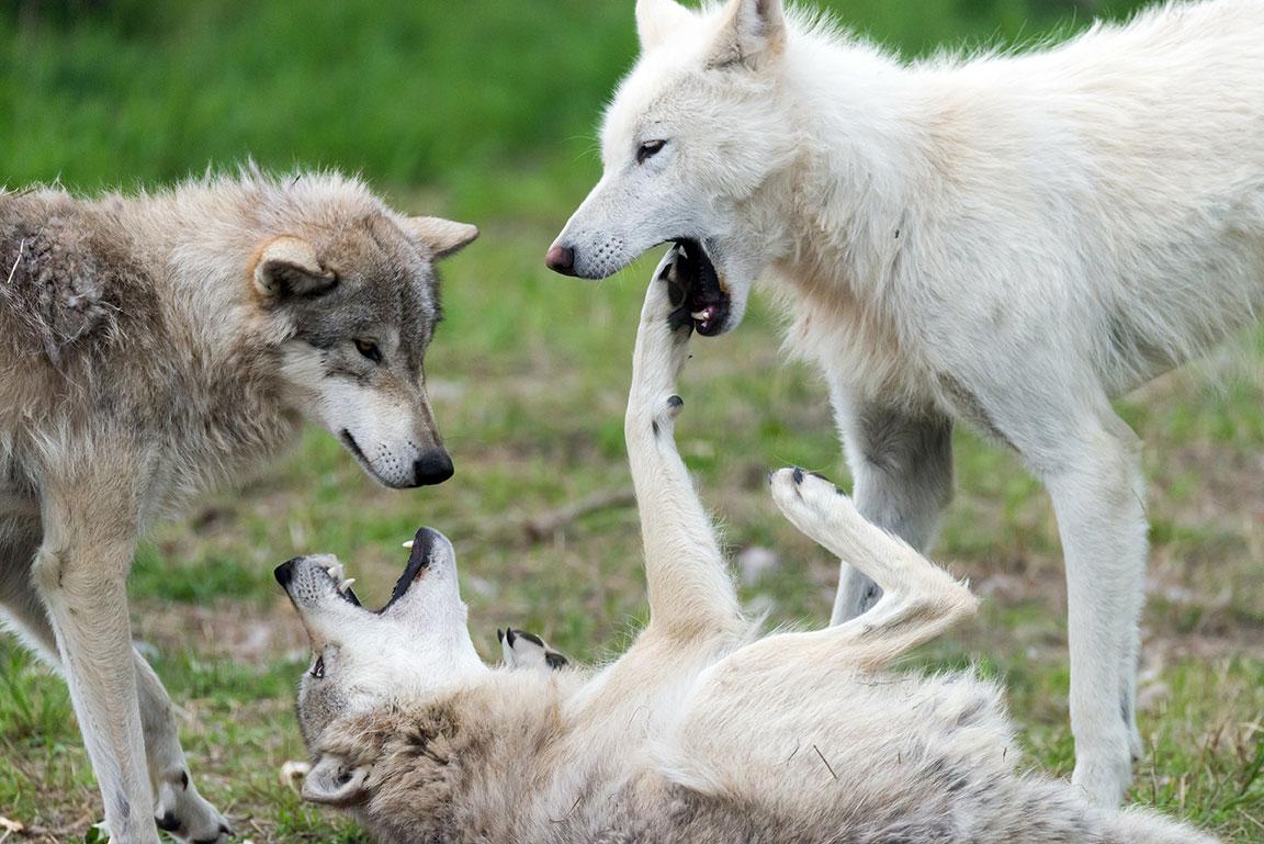 Twee volwassen grijze wolven en een witte wolf spelen in het gras