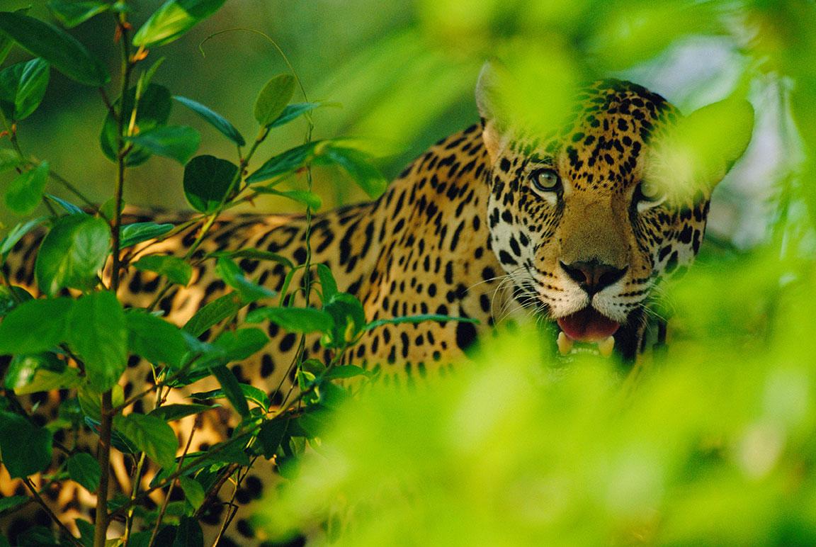 Jaguar adulte dans la nature à travers la végétation