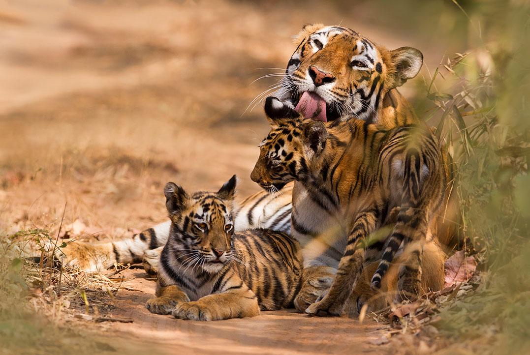 Volwassen tijger die zijn twee tijgerwelpen ligt te likken en rust in het midden van een pad.