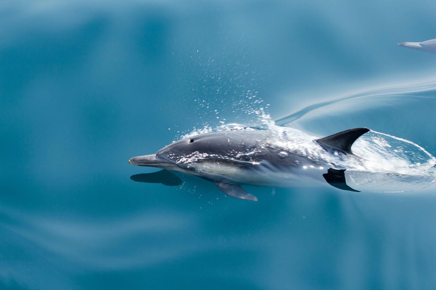 Volwassen dolfijn zwemmend aan de oppervlakte van het water