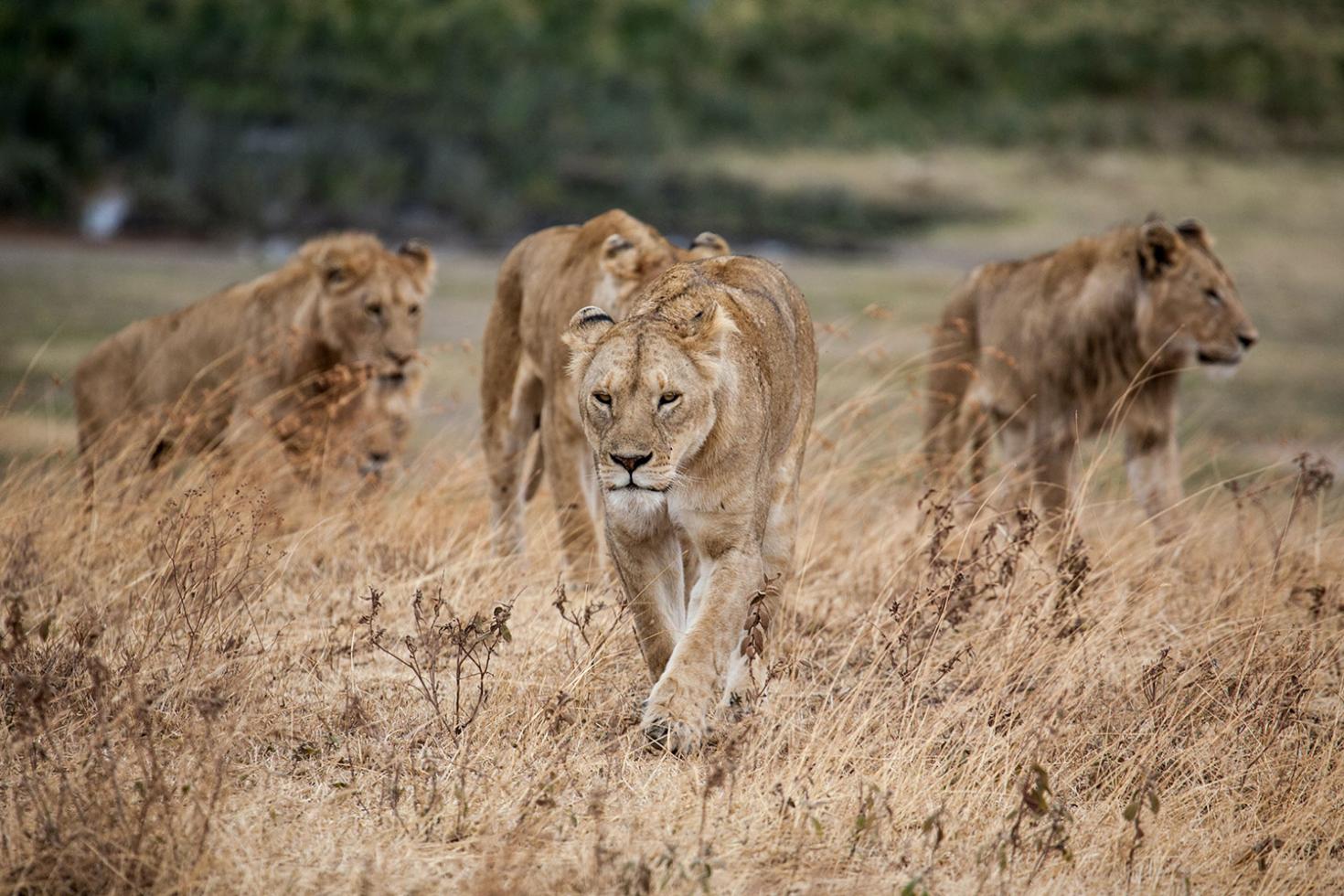 Een troep leeuwinnen jagend in de Afrikaanse savanne