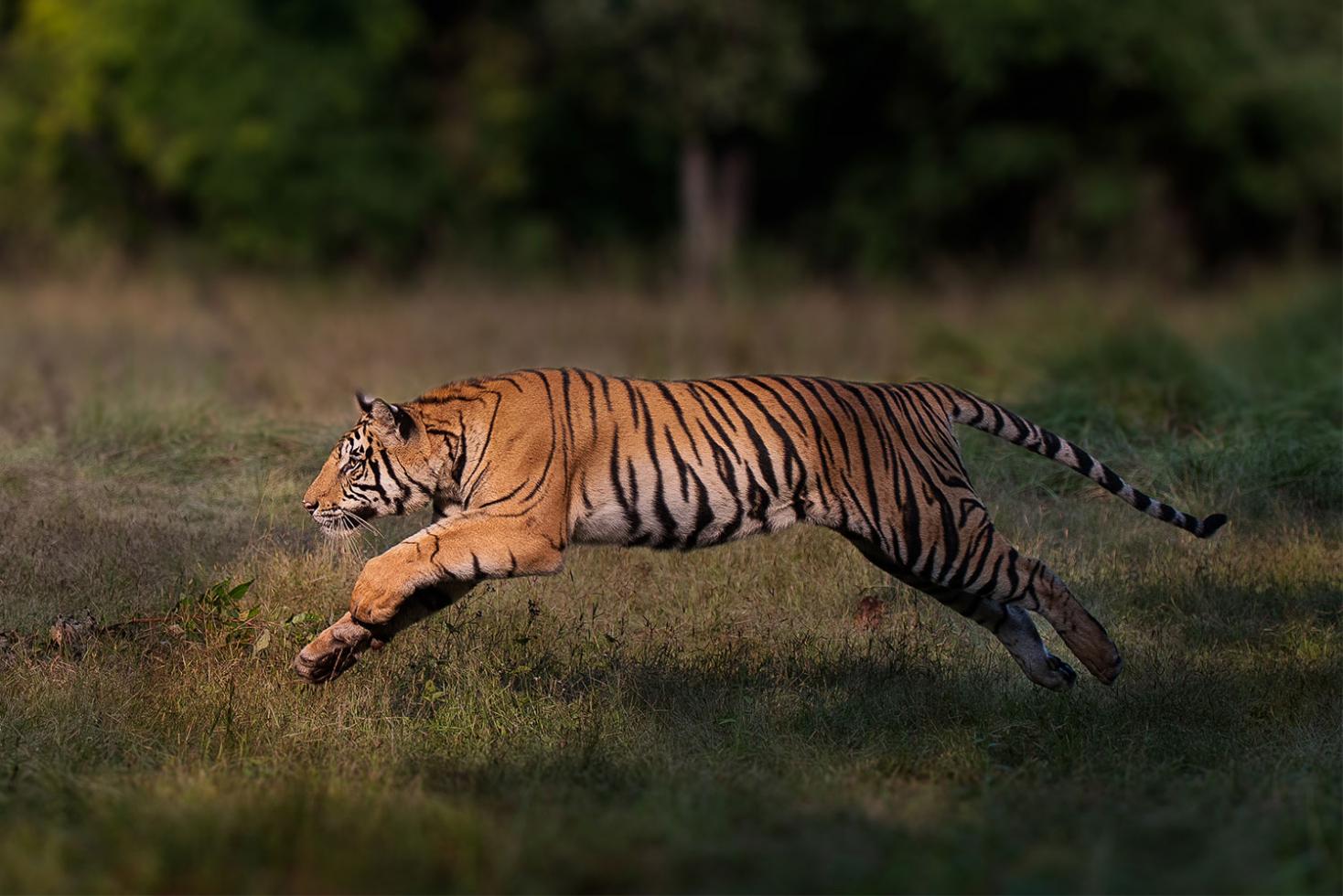Tigre adulte courant dans une clairière pendant la journée