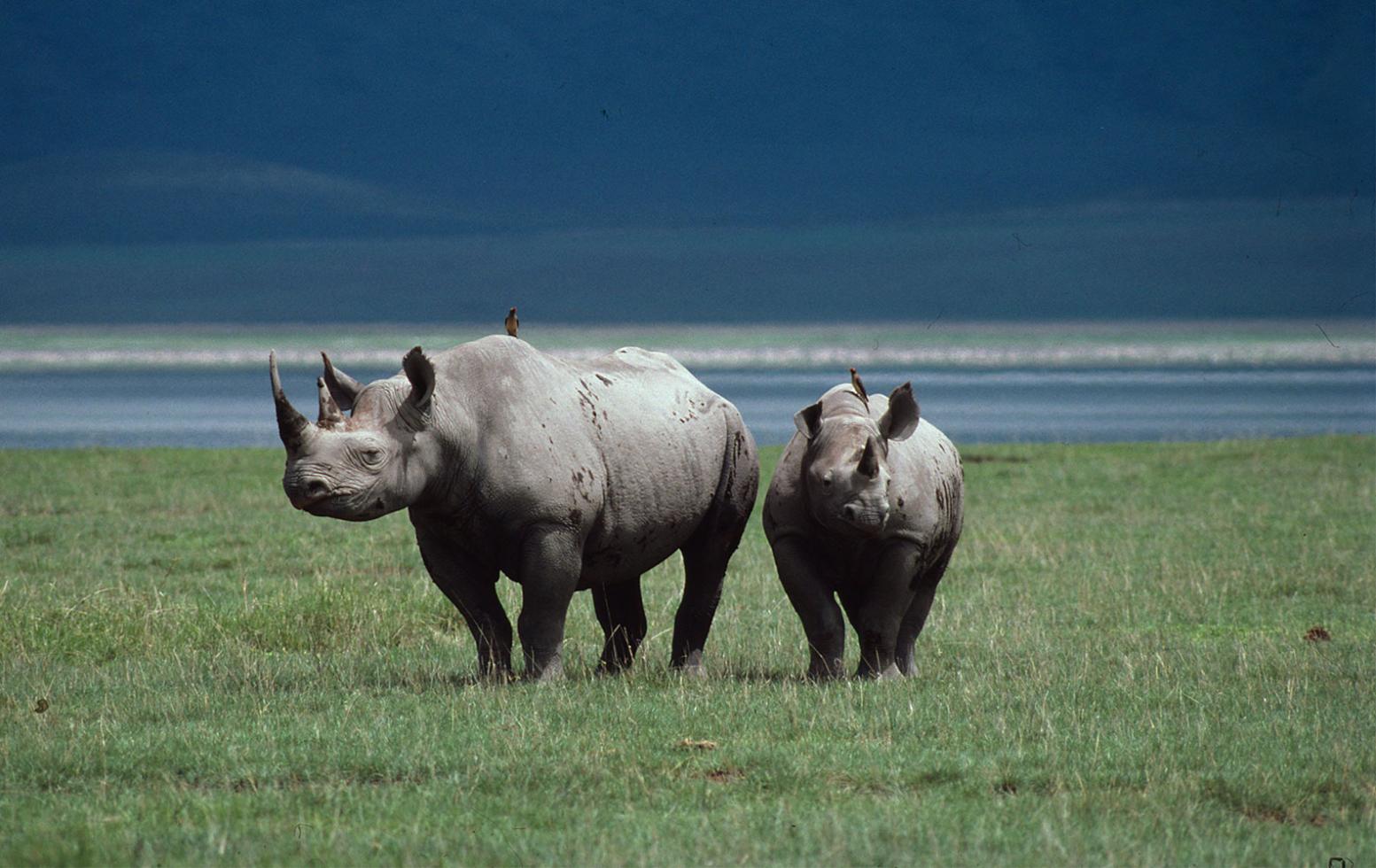 Een moeder en haar baby zwarte neushoorn in de Aziatische savanne