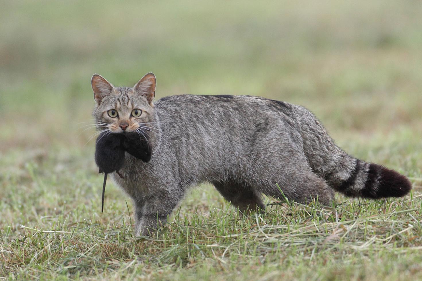 Un chat forestier chasse dans une clairière