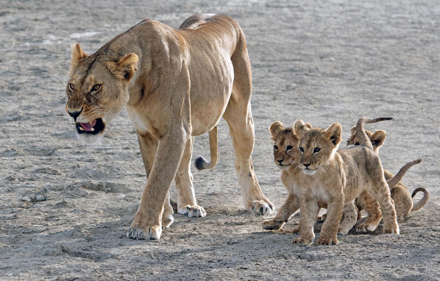 Een leeuwin met haar drie welpen loopt in de savanne