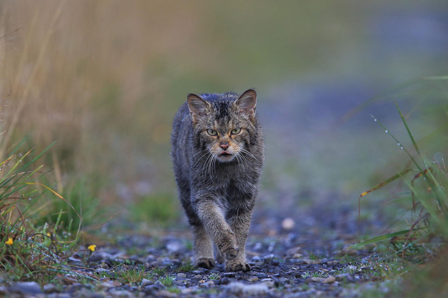 Een boskat loopt op een stenen pad in het wild