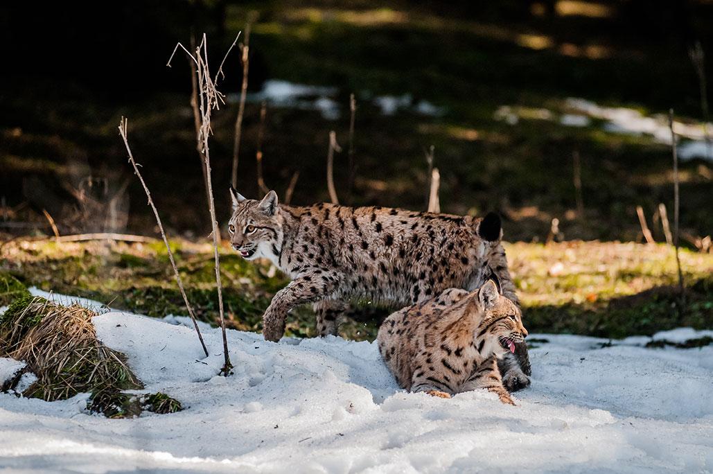 Deux lynx adultes dans la forêt enneigée