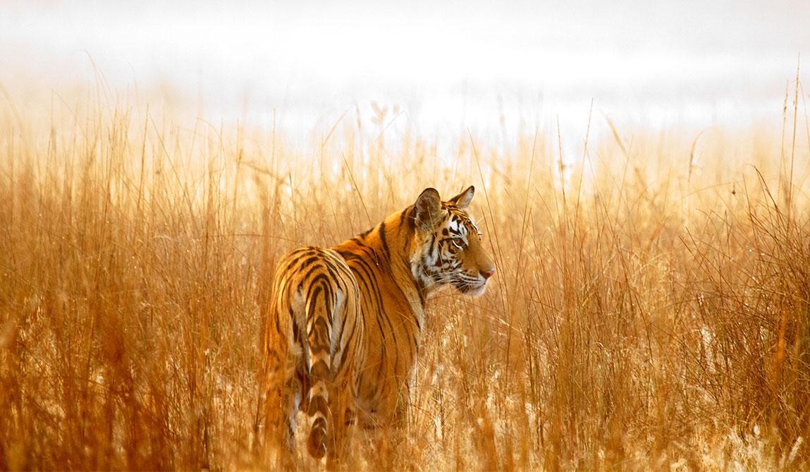 Volwassen tijger op jacht in het hoge oranje gras