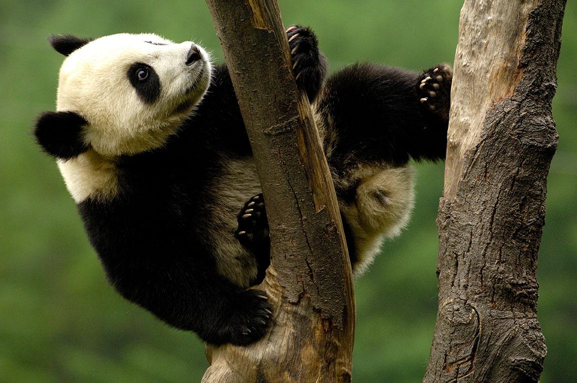 Een panda in een boom in het midden van het Chinese bos