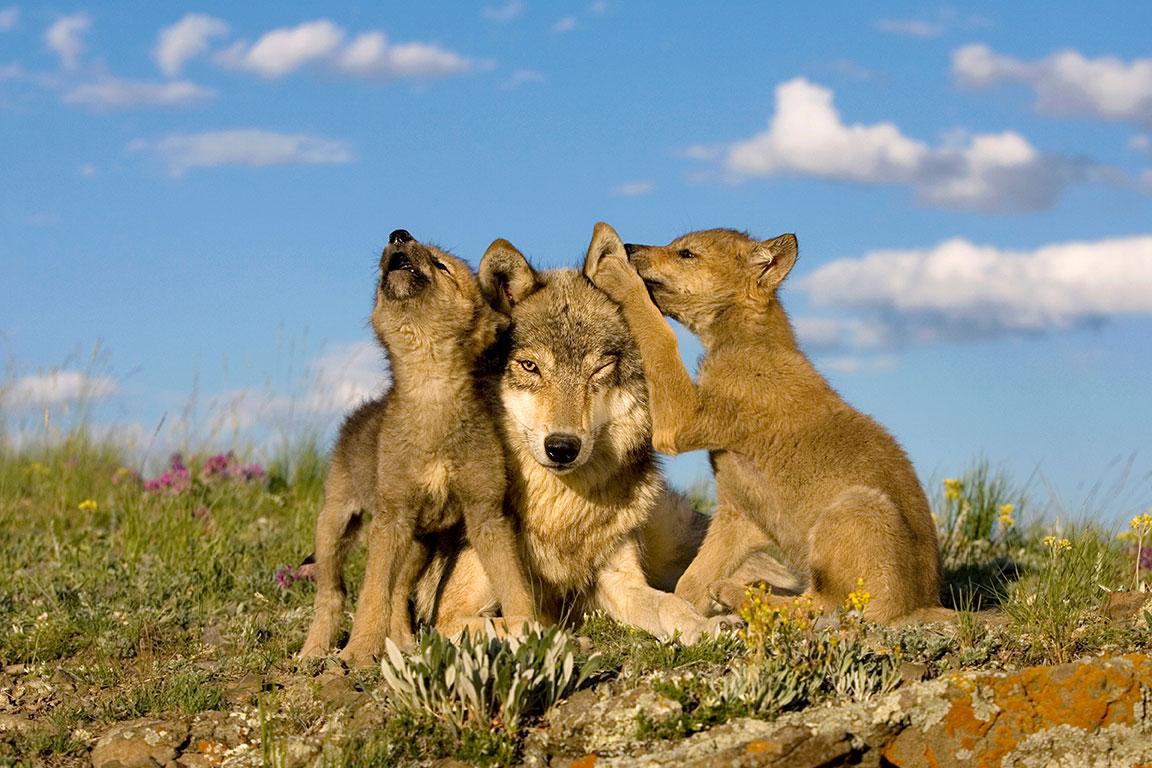 Volwassen wolf met twee welpen op een open plek