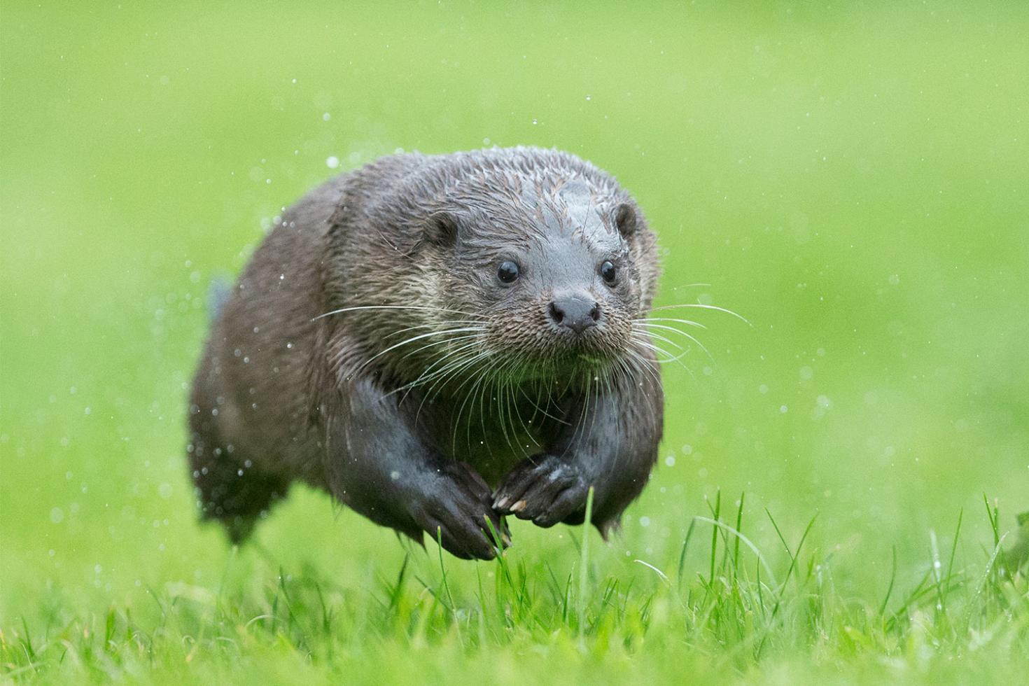 Volwassen otter rennend in het gras