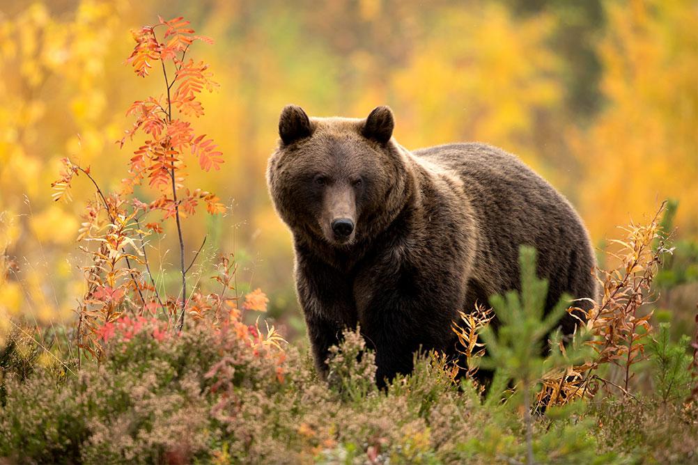 Volwassen bruine beer in een weide in zijn natuurlijke habitat