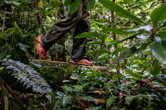 Braconnage de bonobo dans la forêt congolaise