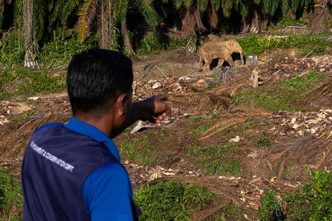 Man wijst naar een olifant in een ontbost palmbos