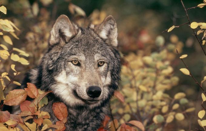 Loup adulte dans la forêt au milieu de la végétation