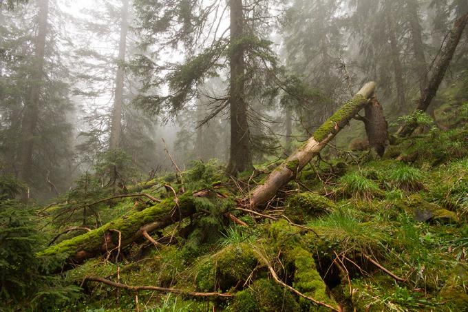 Karpatisch boslandschap, bomen bedekt met mos in de mist