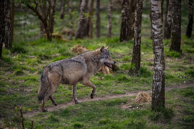 Loup adulte de profil marchant dans la forêt des Carpates