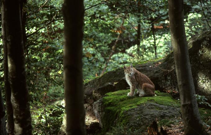 Een volwassen lynx zittend op een rots in het Karpatenwoud