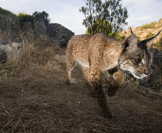 Volwassen lynx beweegt zich door een groene corridor die is aangelegd om zijn natuurlijke habitat uit te breiden