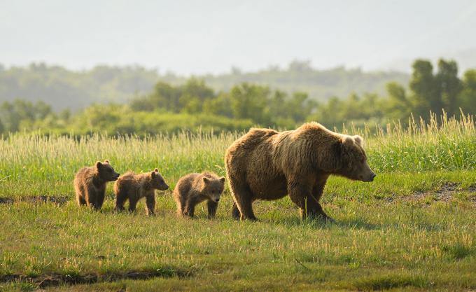 Créer et protèger des corridors écologiques que l'ours brun emprunte