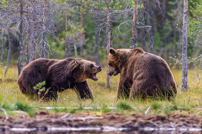 Twee volwassen bruine beren vechten bij een rivier