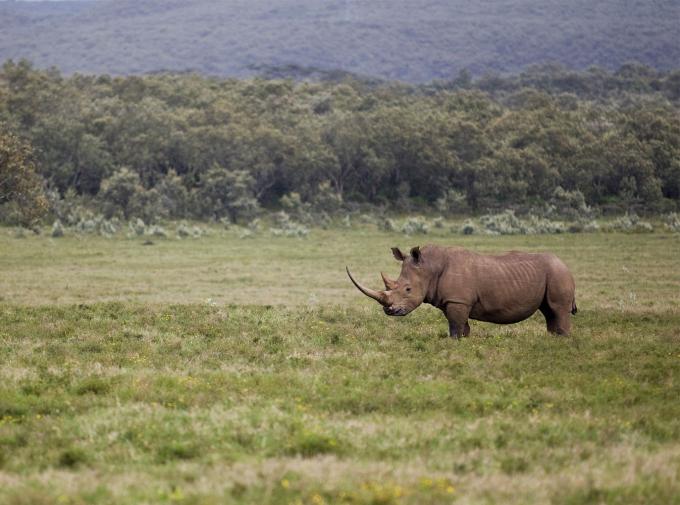 Bescherming en herstel van de natuurlijke habitat van de neushoorn, gesteund door het WWF