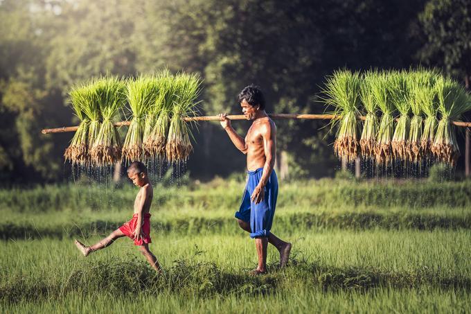 Een boer en zijn zoon oogsten rijst in een rijstveld