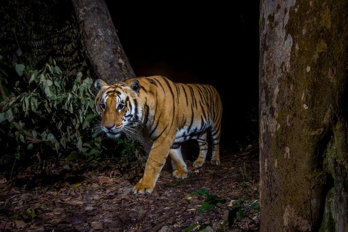 Volwassen tijger loopt 's nachts in de jungle