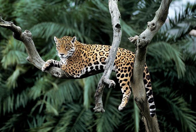 Volwassen Jaguar liggend op een tak in de jungle