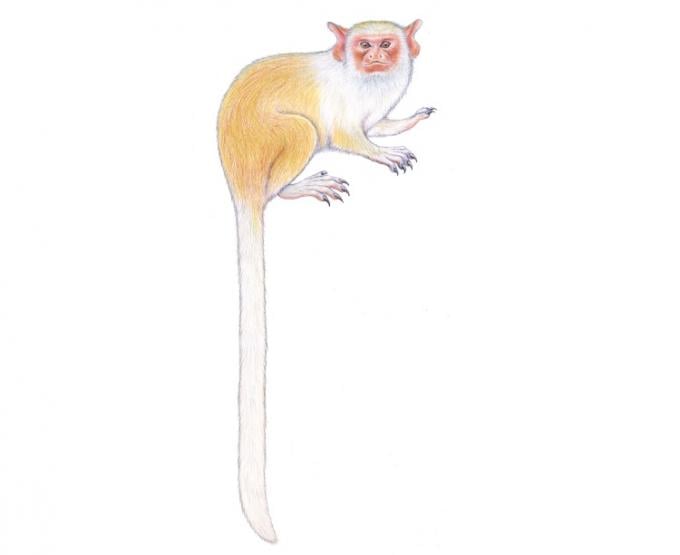Tekening Mico Munduruku